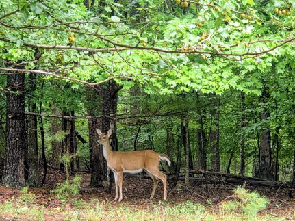 Land for sale in Bedford County, Virginia