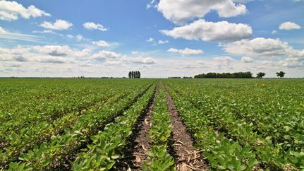 Land for sale in Clay County, Minnesota