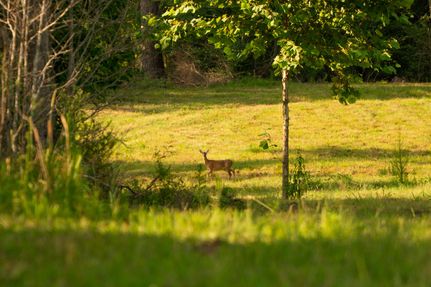 Land for sale in Smith County, Mississippi