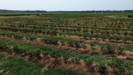 Farm and Ranch for sale in Appling County, Georgia