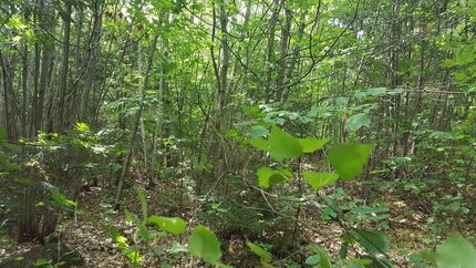 Farm and Ranch for sale in Franklin County, Maine