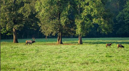 Land for sale in Newton County, Arkansas