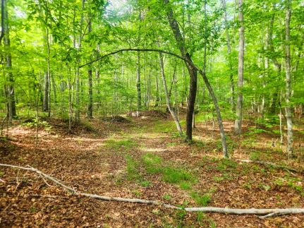 Recreational Property for sale in Campbell County, Tennessee