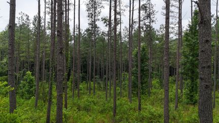 Land for sale in Lawrence County, Alabama