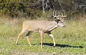 Land for sale in Saline County, Illinois