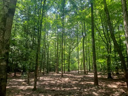 Undeveloped Land for sale in Walker County, Alabama