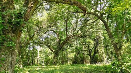 Recreational Property for sale in Marion County, Mississippi