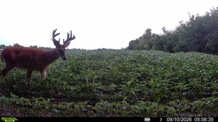 Farm and Ranch for sale in Chisago County, Minnesota