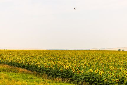 Farm and Ranch for sale in Adams County, North Dakota
