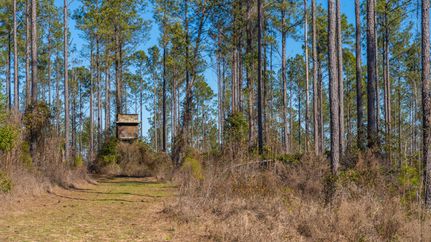 Land for sale in Marion County, Georgia