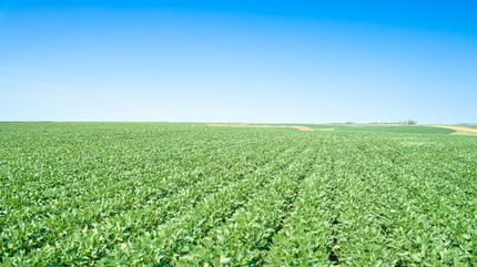 Land for sale in Buena Vista County, Iowa