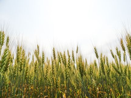 Farm and Ranch for sale in Grand Forks County, North Dakota
