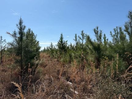 Land for sale in Ware County, Georgia