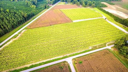 Land for sale in Dillon County, South Carolina