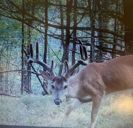 Land for sale in Wayne County, Tennessee