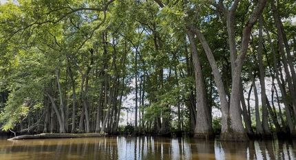 Land for sale in Saint Francis County, Arkansas