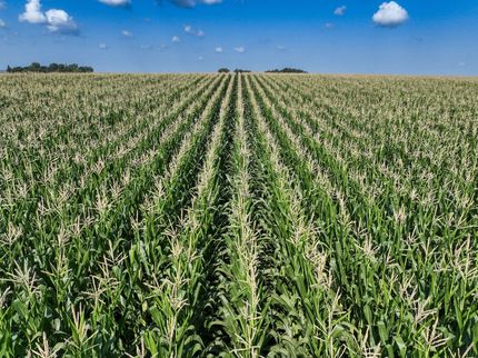 Undeveloped Land for sale in Palo Alto County, Iowa