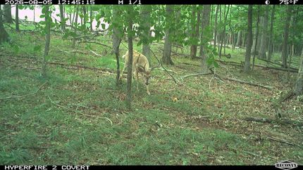 Recreational Property for sale in Hampshire County, West Virginia