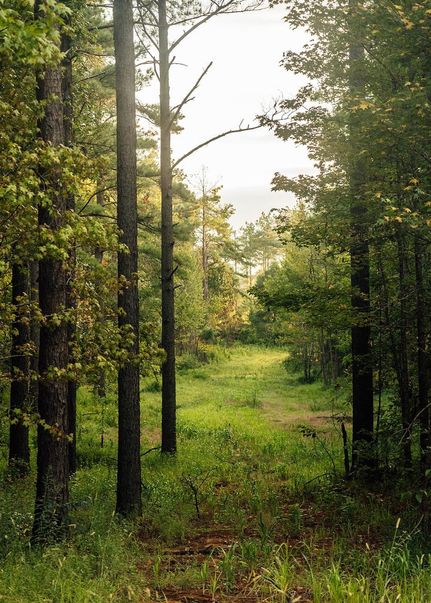 Land for sale in Carroll County, Mississippi