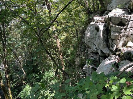 Land for sale in Jackson County, Alabama