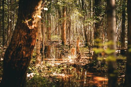 Land for sale in Laurens County, Georgia