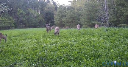 Undeveloped Land for sale in Middlesex County, Virginia