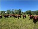 Land for sale in Le Flore County, Oklahoma