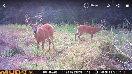 Undeveloped Land for sale in McNairy County, Tennessee