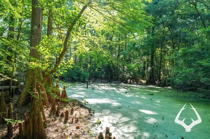 Undeveloped Land for sale in Tyler County, Texas