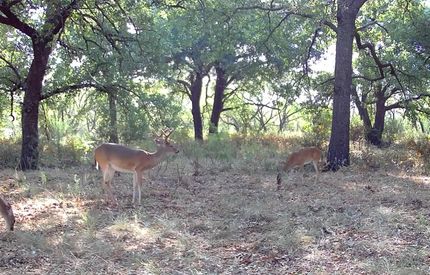 Undeveloped Land for sale in Coleman County, Texas