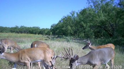 Land for sale in Runnels County, Texas