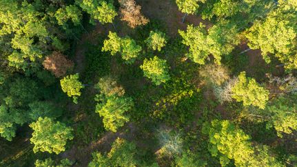 Land for sale in Angelina County, Texas