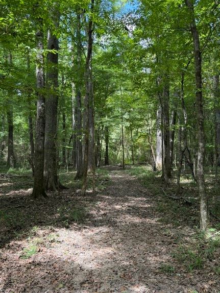 Land for sale in Monroe County, Alabama