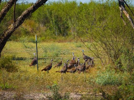 Land for sale in Bee County, Texas