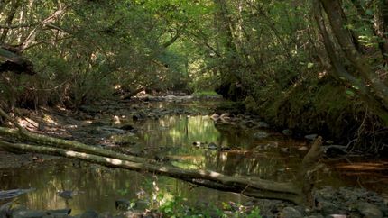 Land for sale in Moore County, North Carolina