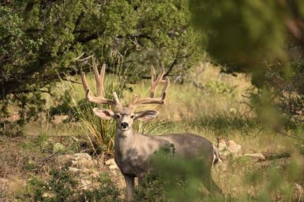 Land for sale in Grant County, New Mexico