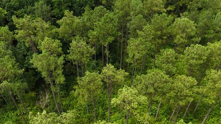 Land for sale in Lawrence County, Alabama