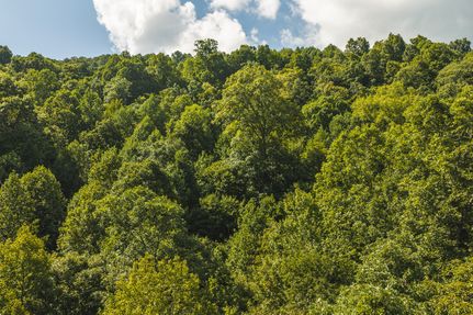 Timberland Property for sale in Claiborne County, Tennessee