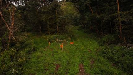 Timberland Property for sale in Davis County, Iowa