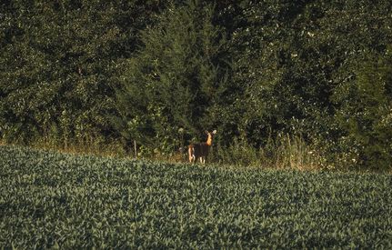 Land for sale in Adams County, Illinois