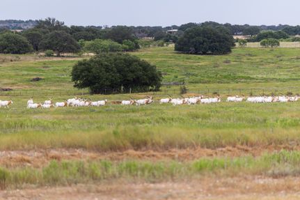 Land for sale in Mills County, Texas