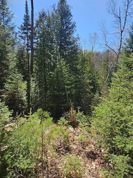 Recreational Property for sale in Oscoda County, Michigan