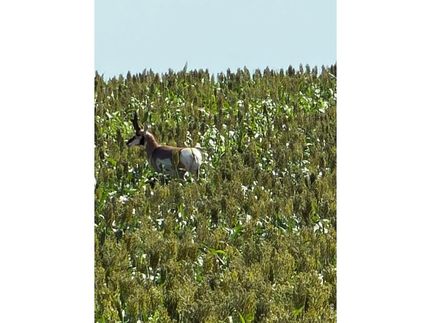 Land for sale in Morgan County, Colorado