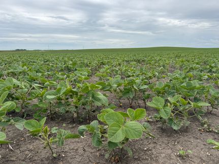Land for sale in LaMoure County, North Dakota