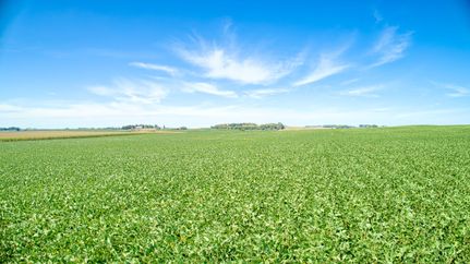 Farm and Ranch for sale in Buena Vista County, Iowa
