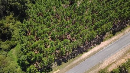 Land for sale in Wilcox County, Georgia