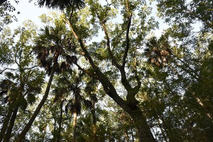 Timberland Property for sale in Nassau County, Florida