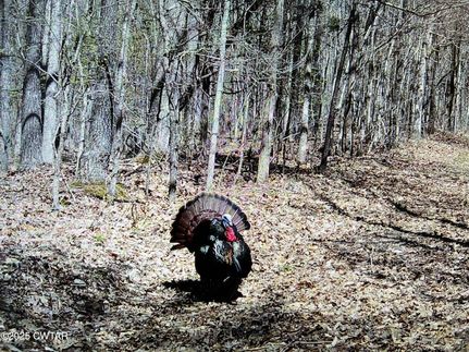Undeveloped Land for sale in Madison County, Tennessee