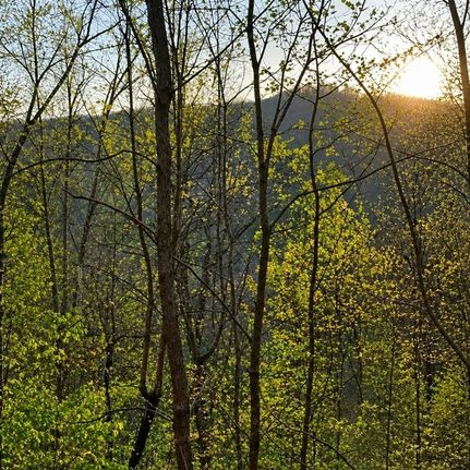 Undeveloped Land for sale in Gilmer County, Georgia