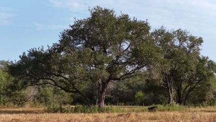 Farm and Ranch for sale in Refugio County, Texas